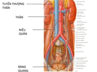 THẬN
NIỆU	
QUẢN
TUYẾN	THƯỢNG	
THẬN
BÀNG	
QUANG
 