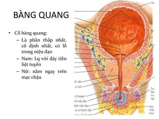 BÀNG	QUANG
• Cổ bàng quang:
– Là phần thấp nhất,
cố định nhất, có lỗ
trong niệu đạo
– Nam: Lq với đáy tiền
liệt tuyến
– Nữ: nằm ngay trên
mạc chậu
 