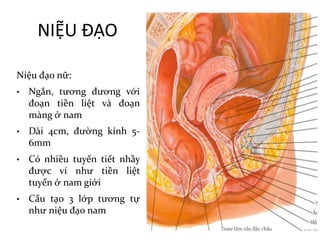 NIỆU	ĐẠO
Niệu đạo nữ:
• Ngắn, tương đương với
đoạn tiền liệt và đoạn
màng ở nam
• Dài 4cm, đường kính 5-
6mm
• Có nhiều tuyến tiết nhầy
được ví như tiền liệt
tuyến ở nam giới
• Cấu tạo 3 lớp tương tự
như niệu đạo nam
 