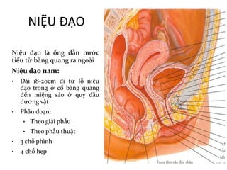 NIỆU	ĐẠO
Niệu đạo là ống dẫn nước
tiểu từ bàng quang ra ngoài
Niệu đạo nam:
• Dài 18-20cm đi từ lỗ niệu
đạo trong ở cổ bàng quang
đến miệng sáo ở quy đầu
dương vật
• Phân đoạn:
• Theo giải phẫu
• Theo phẫu thuật
• 3 chỗ phình
• 4 chỗ hẹp
 