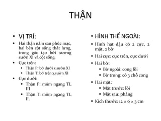 THẬN
• VỊ	TRÍ:
§ Hai thận nằm sau phúc mạc,
hai bên cột sống thắt lưng,
trong góc tạo bởi xương
sườn XI và cột sống.
§ Cực trên:
§ Thận P: bờ dưới x.sườn XI
§ Thận T: bờ trên x.sườn XI
§ Cực dưới:
§ Thận P: mỏm ngang TL
III
§ Thận T: mỏm ngang TL
II.
• HÌNH	THỂ	NGOÀI:
§ Hình hạt đậu có 2 cực, 2
mặt, 2 bờ
§ Hai cực: cực trên, cực dưới
§ Hai bờ:
§ Bờ ngoài: cong lồi
§ Bờ trong: có 3 chỗ cong
§ Hai mặt:
§ Mặt trước: lồi
§ Mặt sau: phẳng
§ Kích thước: 12 × 6 × 3 cm
 