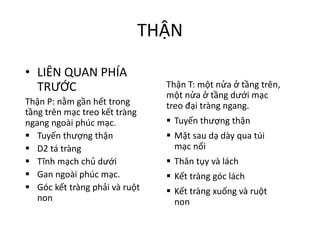 THẬN
• LIÊN	QUAN	PHÍA	
TRƯỚC
Thận P:	nằm gần hết trong
tầng trên mạc treo kết tràng
ngang ngoài phúc mạc.
§ Tuyến thượng thận
§ D2	tá tràng
§ Tĩnh mạch chủ dưới
§ Gan ngoài phúc mạc.
§ Góc kết tràng phải và ruột
non
Thận T:	một nửa ở	tầng trên,	
một nửa ở	tầng dưới mạc
treo đại tràng ngang.
§ Tuyến thượng thận
§ Mặt sau dạ dày qua	túi
mạc nối
§ Thân tụy và lách
§ Kết tràng góc lách
§ Kết tràng xuống và ruột
non
 