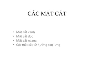 CÁC MẶT CẮT
• Mặt cắt vành
• Mặt cắt dọc
• Mặt cắt ngang
• Các mặt cắt từ hướng sau lưng
 