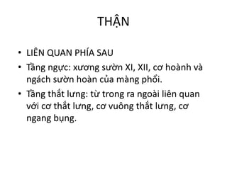 THẬN
• LIÊN	QUAN	PHÍA	SAU
• Tầng ngực:	xương sườn XI,	XII,	cơ hoành và
ngách sườn hoàn của màng phổi.
• Tầng thắt lưng:	từ trong ra ngoài liên quan
với cơ thắt lưng,	cơ vuông thắt lưng,	cơ
ngang bụng.
 