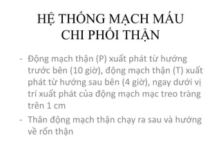 HỆ THỐNG MẠCH MÁU
CHI PHỐI THẬN
- Động mạch thận (P)	xuất phát từ hướng
trước bên (10	giờ),	động mạch thận (T)	xuất
phát từ hướng sau bên (4	giờ),	ngay dưới vị
trí xuất phát của động mạch mạc treo tràng
trên 1	cm
- Thân động mạch thận chạy ra sau và hướng
về rốn thận
 