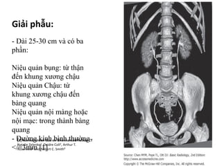 Giải phẫu:
- Dài 25-30 cm và có ba
phần:
Niệu quản bụng: từ thận
đến khung xương chậu
Niệu quản Chậu: từ
khung xương chậu đến
bàng quang
Niệu quản nội màng hoặc
nội mạc: trong thành bàng
quang
- Đường kính bình thường
</=3mm [1]
[1]	Normal	Ureter	Size	on	Unenhanced	Helical	CT
Natalie	Zelenko1, Deidre	Coll2, Arthur	T.	
Rosenfeld3 and Robert	C.	Smith4
 