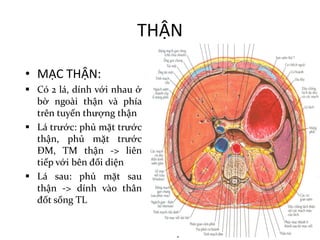 THẬN
• MẠC	THẬN:
§ Có 2 lá, dính với nhau ở
bờ ngoài thận và phía
trên tuyến thượng thận
§ Lá trước: phủ mặt trước
thận, phủ mặt trước
ĐM, TM thận -> liên
tiếp với bên đối diện
§ Lá sau: phủ mặt sau
thận -> dính vào thân
đốt sống TL
 