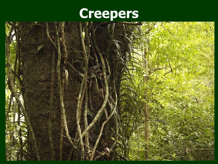 Lord of the Flies Pictures