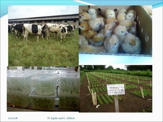 Animal feed in Burundi