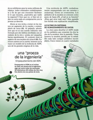 ´
de se exhibieran para la venta millones de          Una mol ecula de ADN, cuidadosa-
objetos, todos ordenados cuidadosamen-           mente empaquetada con sus carretes y
                                   ´
te a fin de que uno encuentre facilmen-          andamiaje, forma un cromosoma. Los
                              ´                        ˜
te lo que necesita, ¿supondrıa que nadie         peldanos de la escalera se conocen como
           ´                                                               ´              ´
la organizo? Claro que no, si bien tal or-       pares de bases (7). ¿Cual es su funcion?
             ´                   ´                         ´
den no serıa nada en comparacion con la          ¿Para que sirve todo esto? Otra pantalla
                                                                             ´
proeza ya descrita.                              nos brinda una explicacion simplificada.
   Ahora se nos invita a tomar en las ma-            ´
nos un segmento de la cuerda y contem-           LO ULTIMO EN SISTEMAS
plarlo de cerca (5). Al palparla, adverti-       DE ALMACENAMIENTO DE DATOS
                                          ´         La clave para descifrar el ADN reside
mos que no es una cuerda ordinaria: esta                        ˜
formada por dos hebras enrolladas una al-        en los peldanos que conectan los dos la-
                                        ˜        dos de la escalera, dice la pantalla. Visua-
rededor de la otra y unidas por pequenas
barras equidistantes. El conjunto tiene el       licemos la escalera partida por la mitad.
                                                                                 ˜
aspecto de una escalera de caracol (6). En-      De cada lado cuelgan peldanos incom-
tonces caemos en la cuenta: tenemos en la        pletos. Estos vienen en cuatro variedades
                            ´
mano un modelo de la molecula de ADN,
uno de los grandes enigmas de la vida.
                                                                          5


         una “proeza ´
        de la ingenierıa”
         Empaquetamiento del ADN
                                      ´
        Empaquetar el ADN en el nucleo ´
        es toda ´ una proeza de la ingenierıa,
        algo ası como tratar de acomodar
               ´
        40 kilometros (24 millas) de hilo muy
   2    fino dentro de una pelota de tenis


                                                             3




                                                                    6

          4
                                                                                        7
 