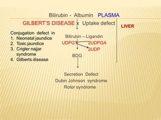 Bilirubin - Albumin PLASMA
Bilirubin – Ligandin
UDPGT 2UDPGA
2UDP
BDG
Secretion Defect
Dubin Johnson syndrome
Rotor syndrome
LIVER
GILBERT’S DISEASE x Uptake defect
Conjugation defect in
1. Neonatal jaundice
2. Toxic jaundice
3. Crigler najjar
syndrome
4. Gilberts disease
 