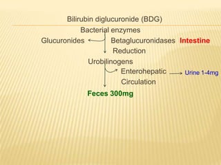 Bilirubin diglucuronide (BDG)
Bacterial enzymes
Glucuronides Betaglucuronidases Intestine
Reduction
Urobilinogens
Urine 1-4mg
Enterohepatic
Circulation
Feces 300mg
 