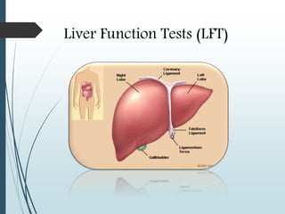 Liver Function Tests (LFT)
 