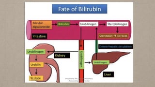 lft ppt and parameters of lft with fate of bilirubin.pptx
