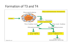 Formation of T3 and T4
 