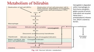 Metabolism of bilirubin Hemoglobin is degraded
within macrophages to
form heme and globin;
globin consists of amino
acids which are recycled.
Heme (iron +
protoporphyrin) releases
iron, which is stored as
ferritin.
(unconjugated)
 