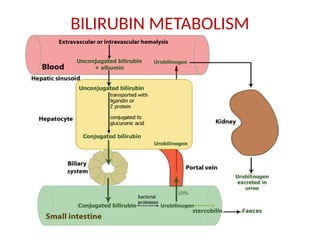 BILIRUBIN METABOLISM
 