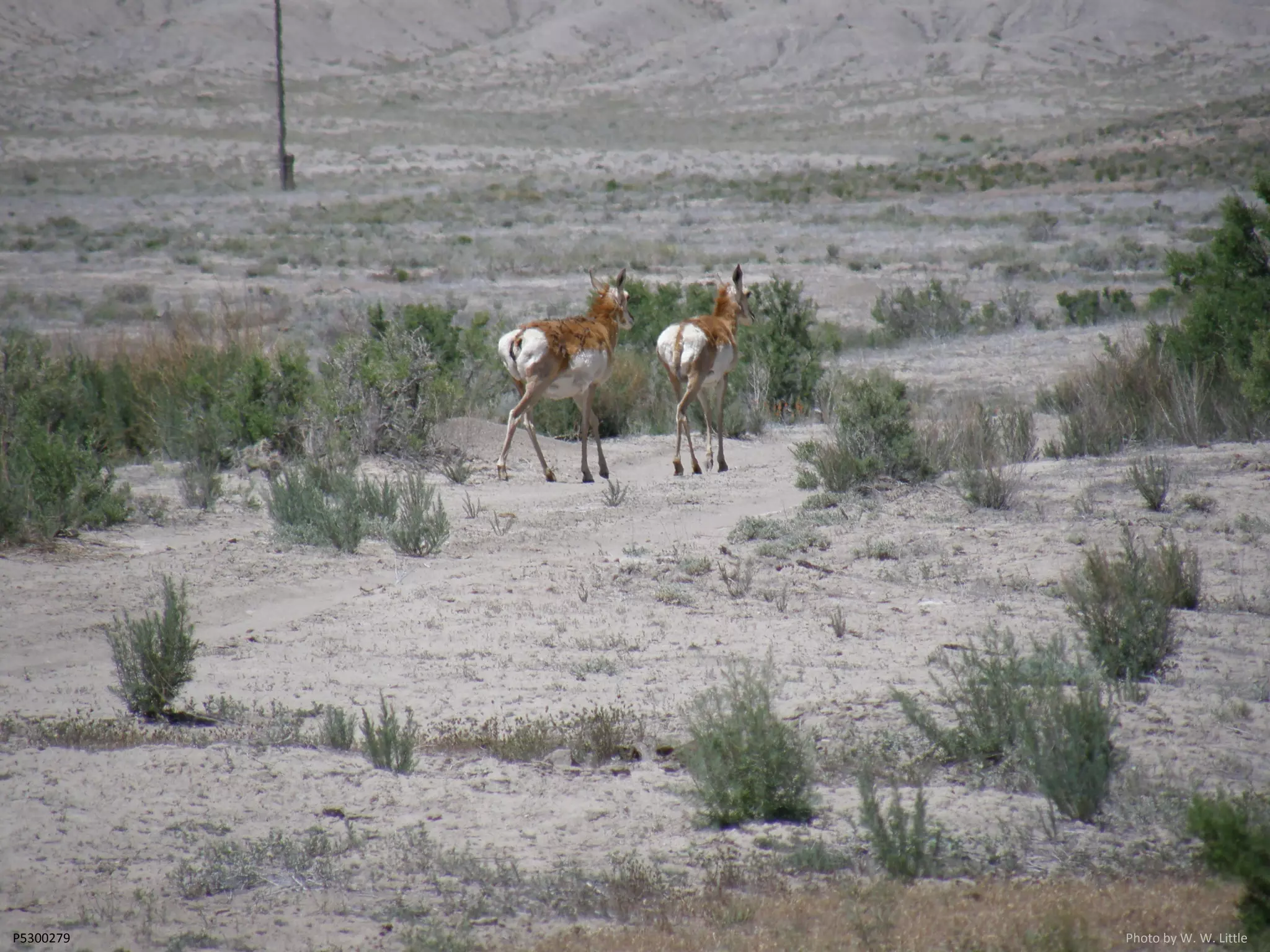 P5300279 Photo by W. W. Little