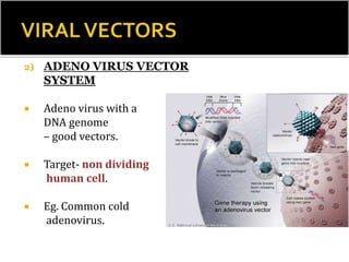 2) ADENO VIRUS VECTOR
SYSTEM
 Adeno virus with a
DNA genome
– good vectors.
 Target- non dividing
human cell.
 Eg. Common cold
adenovirus.
 