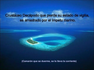 (Camarón que se duerme, se lo lleva la corriente)  Crustáceo Decápodo que pierde su estado de vigilia,  es arrastrado por el ímpetu marino. 