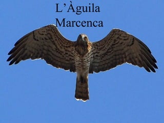 L’Àguila
Marcenca
 