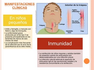 En niños
pequeños
• rinitis y faringitis, a menudo con
fiebre y algo de bronquitis.
• La enfermedad grave
producida por el de tipo 3 se
presenta principalmente en los
lactantes de menos de seis
meses de edad
• La complicación más frecuente
de la infección por el virus de la
parainfluenza es la otitis media.
Inmunidad
• La reinfección de niños mayores y adultos también
se presenta cuando los anticuerpos son
desencadenados por una infección previa
• La infección natural estimula la aparición de
anticuerpo IgA en las secreciones nasales y la
resistencia concomitante a la reinfección.
 