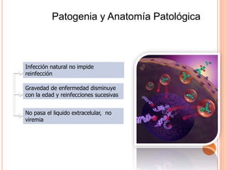 Inmunidad
Infección natural no impide
reinfección
Gravedad de enfermedad disminuye
con la edad y reinfecciones sucesivas
No pasa el liquido extracelular, no
viremia
Patogenia y Anatomía Patológica
 