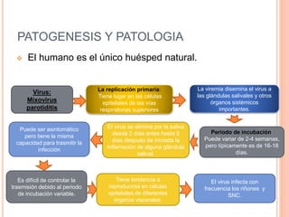 PATOGENESIS Y PATOLOGIA
 El humano es el único huésped natural.
Virus:
Mixovirus
parotiditis
La replicación primaria:
Tiene lugar en las células
epiteliales de las vías
respiratorias superiores
La viremia disemina el virus a
las glándulas salivales y otros
órganos sistémicos
importantes.
Periodo de incubación:
Puede variar de 2-4 semanas,
pero típicamente es de 16-18
días.
El virus se elimina por la saliva
desde 2 días antes hasta 9
días después de iniciada la
inflamación de alguna glándula
salival.
Puede ser asintomático
pero tiene la misma
capacidad para trasmitir la
infección
Es difícil de controlar la
trasmisión debido al periodo
de incubación variable.
Tiene tendencia a
reproducirse en células
epiteliales de diferentes
órganos viscerales.
El virus infecta con
frecuencia los riñones y
SNC.
 
