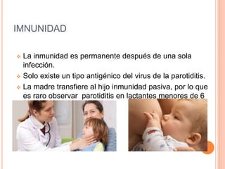 IMNUNIDAD
 La inmunidad es permanente después de una sola
infección.
 Solo existe un tipo antigénico del virus de la parotiditis.
 La madre transfiere al hijo inmunidad pasiva, por lo que
es raro observar parotiditis en lactantes menores de 6
meses.
 