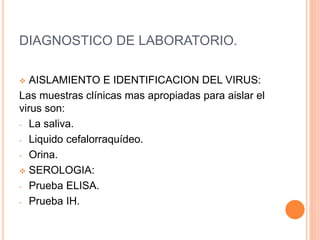 DIAGNOSTICO DE LABORATORIO.
 AISLAMIENTO E IDENTIFICACION DEL VIRUS:
Las muestras clínicas mas apropiadas para aislar el
virus son:
- La saliva.
- Liquido cefalorraquídeo.
- Orina.
 SEROLOGIA:
- Prueba ELISA.
- Prueba IH.
 