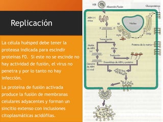 Replicación
A. Se adhieren a la célula huésped
por la glucoproteína HN. El virión
se fusiona con la membrana
celular por la acción del producto
de esición de F1. (No necesitan de
endosomas)
B. La RNA pol viral elabora mRNA
(cada uno es un gen) en el
citoplasma, no depende de las
funciones del núcleo celular.
(Como el genoma es no
segmentando no hay un rearreglo
genético)
C. El virus madura por gemación en la
superficie celular, las
nucleocápsides hijas se forman en
el citoplasma y emigran a la
superficie de la célula.
La célula huésped debe tener la
proteasa indicada para escindir
proteínas F0. Si este no se escinde no
hay actividad de fusión, el virus no
penetra y por lo tanto no hay
infección.
La proteína de fusión activada
produce la fusión de membranas
celulares adyacentes y forman un
sincitio extenso con inclusiones
citoplasmáticas acidófilas.
 