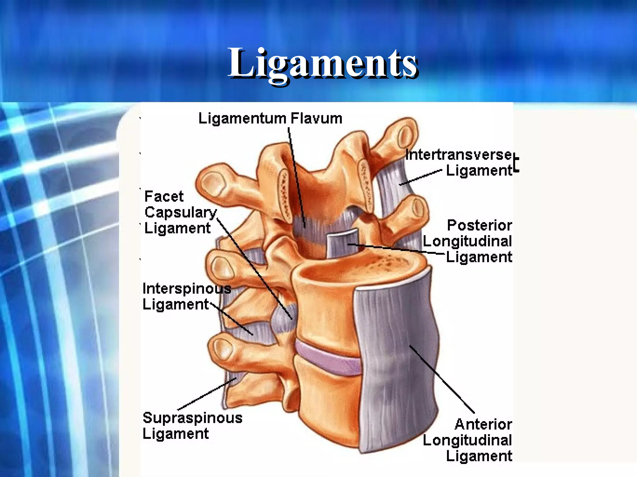 Ligaments Anterior longitudinal ligament  Posterior longitudinal ligament  Interspinous ligament Supraspinous ligament  Ligamentum flavum 