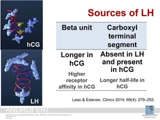ANDROFERT
androfert.com.br
ANDROLOGY AND HUMAN REPRODUCTION CLINIC - REFERRAL CENTER FOR MALE REPRODUCTION
S ESTEVES, 39
2014 June
ANDROFERT
Beta unit Carboxyl
terminal
segment
Longer in
hCG
Higher
receptor
affinity in hCG
Absent in LH
and present
in hCG
Longer half-life in
hCG
Sources of LH ActivitySources of LH
LH
Leao & Esteves. Clinics 2014; 69(4): 279–293.
LH
hCG
 