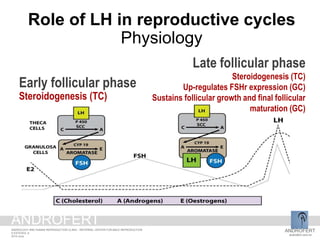 Early follicular phase
Steroidogenesis (TC)
Late follicular phase
Steroidogenesis (TC)
Up-regulates FSHr expression (GC)
Sustains follicular growth and final follicular
maturation (GC)
Role of LH in reproductive cycles
Physiology
ANDROFERT
androfert.com.br
ANDROLOGY AND HUMAN REPRODUCTION CLINIC - REFERRAL CENTER FOR MALE REPRODUCTION
S ESTEVES, 8
2014 June
ANDROFERT
 