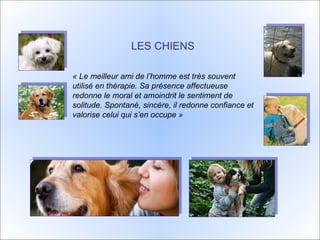 LES CHIENS   « Le meilleur ami de l’homme est très souvent utilisé en thérapie. Sa présence affectueuse redonne le moral et amoindrit le sentiment de solitude. Spontané, sincère, il redonne confiance et valorise celui qui s’en occupe » 