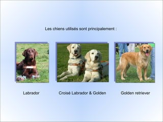Les chiens utilisés sont principalement : Labrador  Croisé Labrador & Golden  Golden retriever 