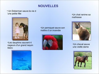 NOUVELLES   Un Doberman sauve la vie d´une petite fille Un cheval sauve une vieille dame  Un chat ranime sa maîtresse Les dauphins sauvent 4 nageurs d'un grand requin blanc Un perroquet sauve son  maître d´un incendie 