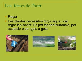 Les  feines de l’hort Regar Les plantes necessiten força aigua i cal regar-les sovint. Es pot fer per inundació, per aspersió o per gota a gota L 