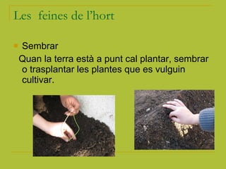 Les  feines de l’hort Sembrar Quan la terra està a punt cal plantar, sembrar o trasplantar les plantes que es vulguin cultivar.  
