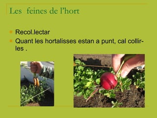 Les  feines de l’hort Recol.lectar Quant les hortalisses estan a punt, cal collir-les .  