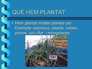 QUÈ HEM PLANTATQUÈ HEM PLANTAT
• Hem plantat moltes plantes perHem plantat moltes plantes per
Exemple: espinacs, pèsols, cebes,Exemple: espinacs, pèsols, cebes,
porros, col-i-flor i mongeteres.porros, col-i-flor i mongeteres.
 