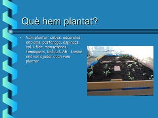 Què hem plantat?Què hem plantat?
• Vam plantar: cebes, escaroles,Vam plantar: cebes, escaroles,
enciams, pastanaga, espinacs,enciams, pastanaga, espinacs,
col-i-flor, mongeteres,col-i-flor, mongeteres,
tomàquets, bròquil. Ah, tambétomàquets, bròquil. Ah, també
ens van ajudar quan vamens van ajudar quan vam
plantarplantar
 