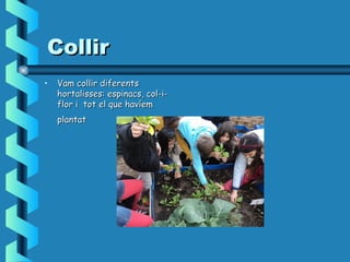 CollirCollir
• Vam collir diferentsVam collir diferents
hortalisses: espinacs, col-i-hortalisses: espinacs, col-i-
flor i tot el que havíemflor i tot el que havíem
plantatplantat
 