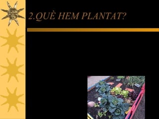 2.QUÈ HEM PLANTAT?
Hem plantat amb llavor o planter.
Hem plantat: porros, cols,
mongetes, espinacs, cebes i
finalment pèsols.
 