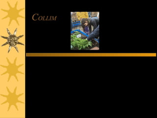 COLLIM
Vam collir: cebes, escaroles, cols,
alls, pastanagues, però les
pastanagues eren molt petites.
 