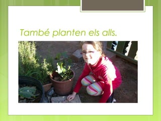 També planten els alls.

 