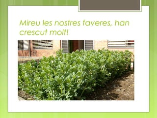 Mireu les nostres faveres, han
crescut molt!

 