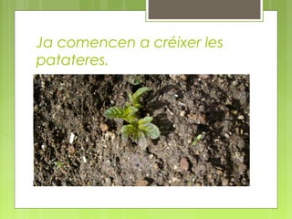 Ja comencen a créixer les
patateres.

 