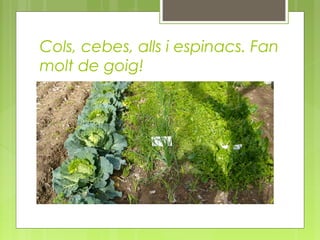 Cols, cebes, alls i espinacs. Fan
molt de goig!

 