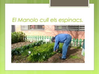 El Manolo cull els espinacs.

 